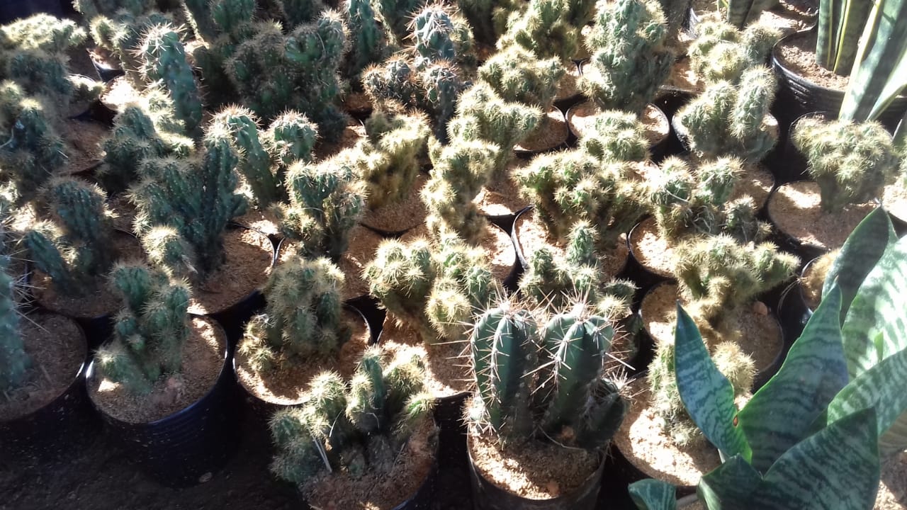 cactus-12