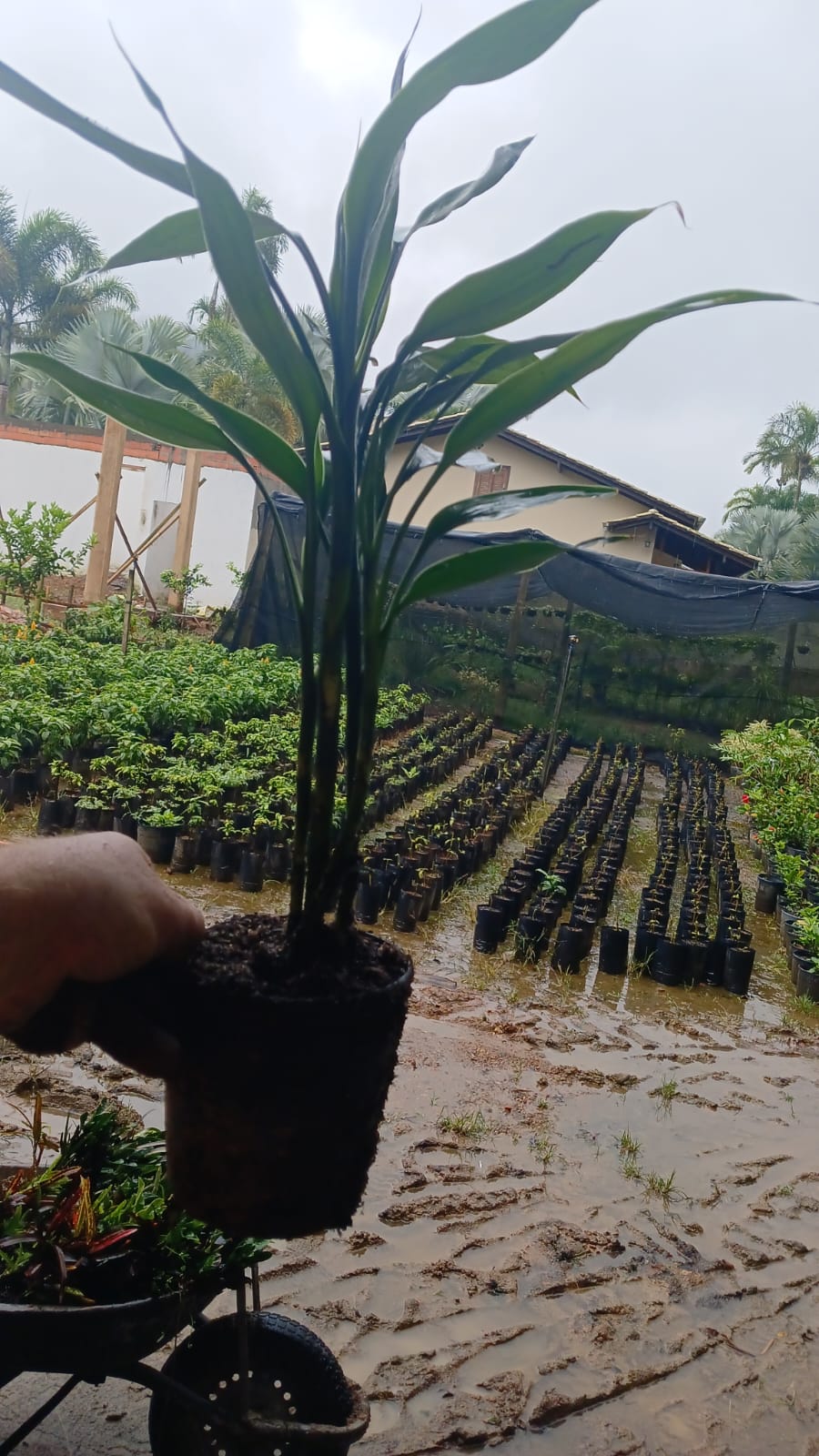 FAMIGU Plantas - Nossa História